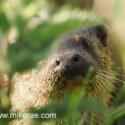 Otter nose through grass on river bank early morning. April Suffolk. Lutra lutra