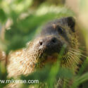 Otter nose through leaves on river bank early morning. April Suffolk. Lutra lutra