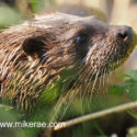 Otter looking up on river bank early morning. April Suffolk. Lutra lutra