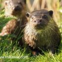 Otter pair on river bank early morning. April Suffolk. Lutra lutra