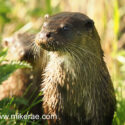 Otter alert on river bank early morning. April Suffolk. Lutra lutra