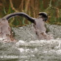Otter pair with strugling eel. April Suffolk. Lutra lutra