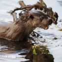 Otter coming out of river early morning. Suffolk. Lutra lutra