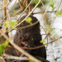 Otter eating eel in bush on river bank early morning. April Suffolk. Lutra lutra