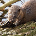 Otter eating eel on log, April Suffolk. Lutra lutra