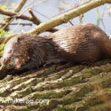 Otter chewing eel in bush on river bank log early morning. April Suffolk. Lutra lutra