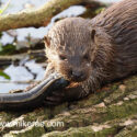 Otter chewing eel close on river bank log early morning. April Suffolk. Lutra lutra