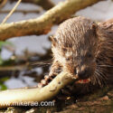 Otter chewing eel close on log early morning. April Suffolk. Lutra lutra