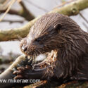 Otter holding eel close on log early morning. April Suffolk. Lutra lutra