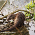 Otter turning round on log early morning. April Suffolk. Lutra lutra
