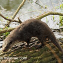 Otter standing low on log early morning. April Suffolk. Lutra lutra