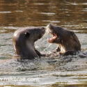 Otter pair game in water. April Suffolk. Lutra lutra