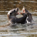 Otter pair playing in water. April Suffolk. Lutra lutra