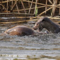 Otter pair ducking and diving early morning. April Suffolk. Lutra lutra