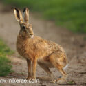 Brown hare sitting at track edge at sunset. May Suffolk. Lepus europaeus