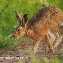 Brown hare running to track edge at sunset. May Suffolk. Lepus europaeus