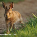 Brown hare leveret running to track edge at sunset. May Suffolk. Lepus europaeus