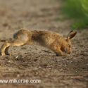 Brown hare leveret low head at track edge at sunset. May Suffolk. Lepus europaeus