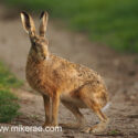 Brown hare sitting and looking at track edge at sunset. May Suffolk. Lepus europaeus