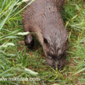 Otters round my feet. May Suffolk. Lutra lutra...