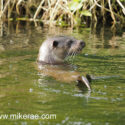 Otter paused in river early morning. May Suffolk. Lutra lutra