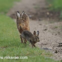 Brown hare and leveret running at track edge at sunset. May Suffolk. Lepus europaeus