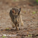 Brown hare leveret running track at sunset. May Suffolk. Lepus europaeus