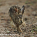 Brown hare leveret running close track at sunset. May Suffolk. Lepus europaeus