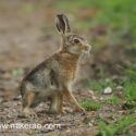 Brown hare leveret sitting close track at sunset. May Suffolk. Lepus europaeus