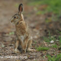 Brown hare leveret sitting turn track at sunset. May Suffolk. Lepus europaeus