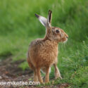 Brown hare turning away at track edge at sunset. May Suffolk. Lepus europaeus