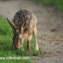 Brown hare head down at track edge at sunset. May Suffolk. Lepus europaeus