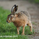 Brown hare head up at track edge at sunset. May Suffolk. Lepus europaeus