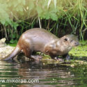 Otter on old log early morning. Mat Suffolk. Lutra lutra
