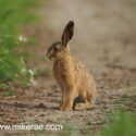 Brown hare leveret sitting tall at sunset. May Suffolk. Lepus europaeus