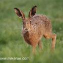 Brown hare running in close at sunset. May Suffolk. Lepus europaeus