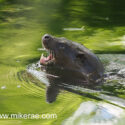 Otter swimming in green river. May Suffolk. Lutra lutra