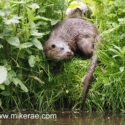 Otter turning on green river bank early morning. Mat Suffolk. Lutra lutra