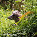Otter pair half hidden on river bank. May Suffolk. Lutra lutra