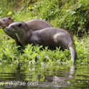 Otter pair on green river bank early morning. Mat Suffolk. Lutra lutra