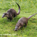 Otter pair running on green river bank early morning. Mat Suffolk. Lutra lutra