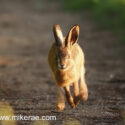 Brown hare leveret running track at sunset. May Suffolk. Lepus europaeus