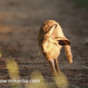 Brown hare leveret learning to run track at sunset. May Suffolk. Lepus europaeus