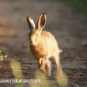 Brown hare leveret running bend at sunset. May Suffolk. Lepus europaeus