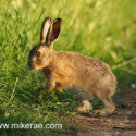 Brown hare leveret stepping off track edge at sunset. May Suffolk. Lepus europaeus