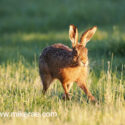 Brown hare trotting in grass at sunset. May Suffolk. Lepus europaeus