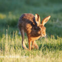 Brown hare trotting low in grass at sunset. May Suffolk. Lepus europaeus