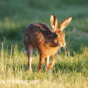 Brown hare high trotting in grass at sunset. May Suffolk. Lepus europaeus