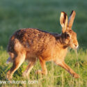 Brown hare high trotting close in grass at sunset. May Suffolk. Lepus europaeus