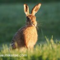 Brown hare sitting tall in grass at sunset. May Suffolk. Lepus europaeus